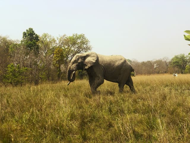 Mole National Park Safari: 2-Day Elephant Safari & Larabanga Mosque