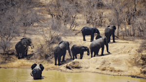 National Park Ghana