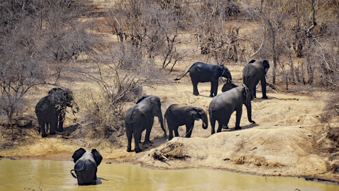 National Park Ghana