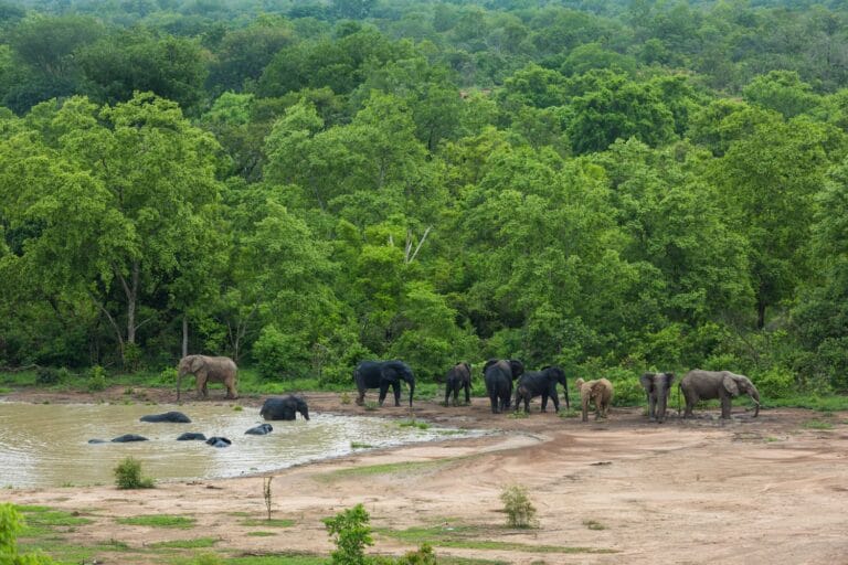 Mole National Park Ghana: The Complete Visitor's Guide (2026)