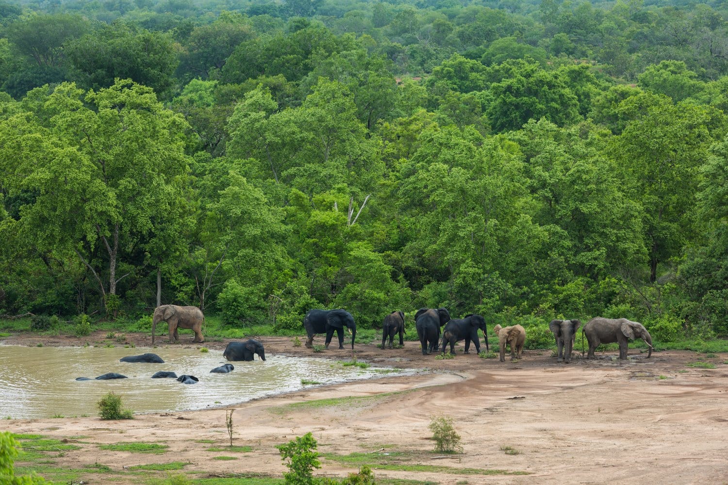 Elephants at Mole National Park Northern Ghana