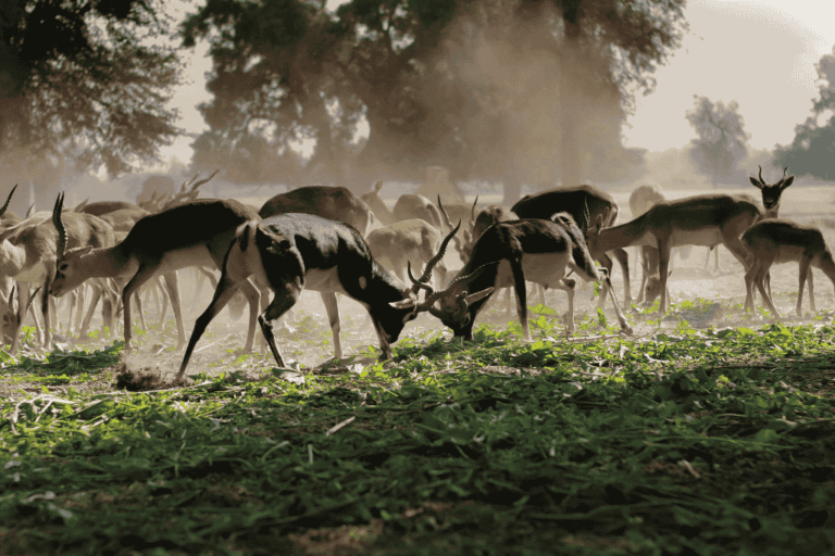 Wildlife in Ghana: Best Parks, Animals & Safari Guide (2026)