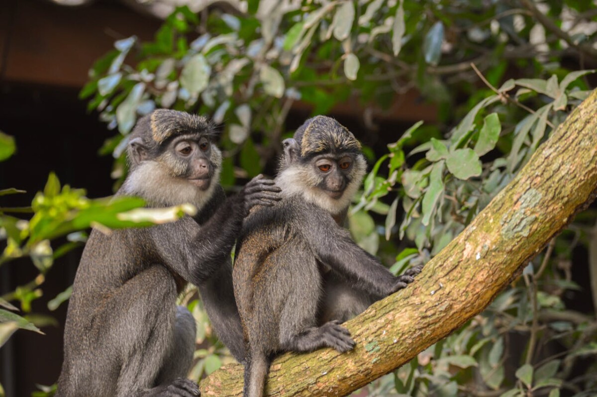 Explore West Africa: 14-Day Cultural Tour of Benin, Togo & Ghana