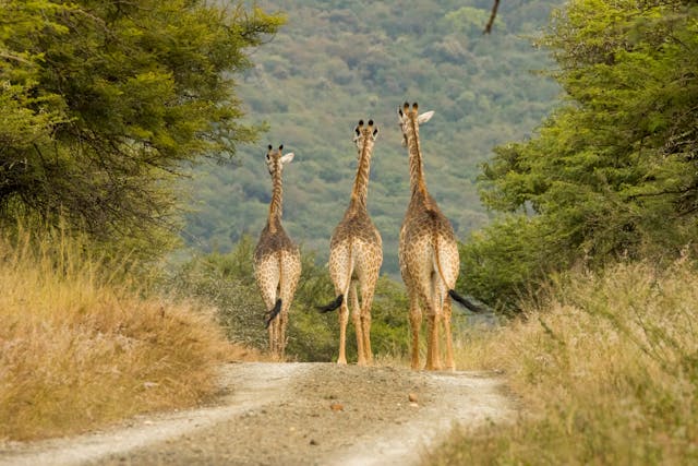 Ghana Wildlife Safari