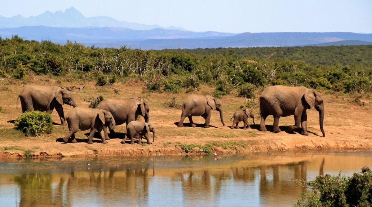 Cultural Tour of Ghana and South Africa – 12-Day Heritage Adventure
