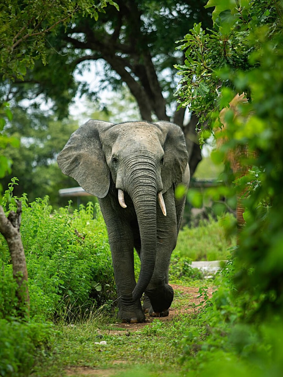 Mole National Park Ghana accommodation and wildlife