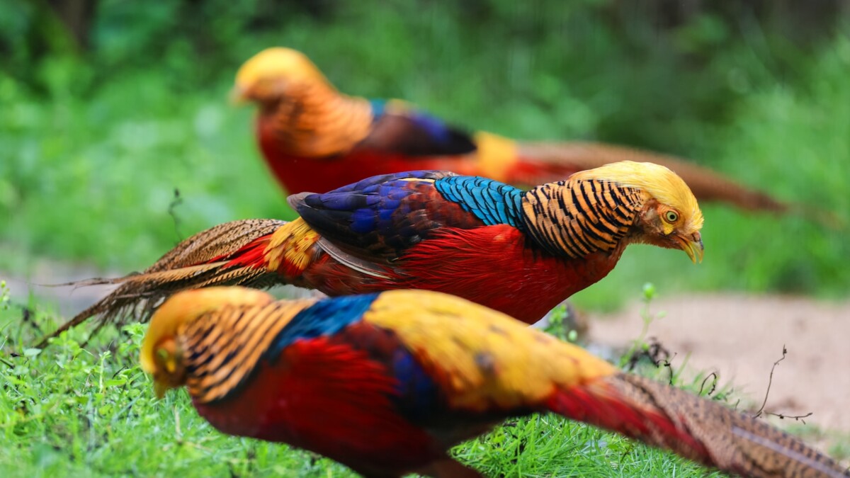 Colorful birds in Ghana — birdwatching in West Africa